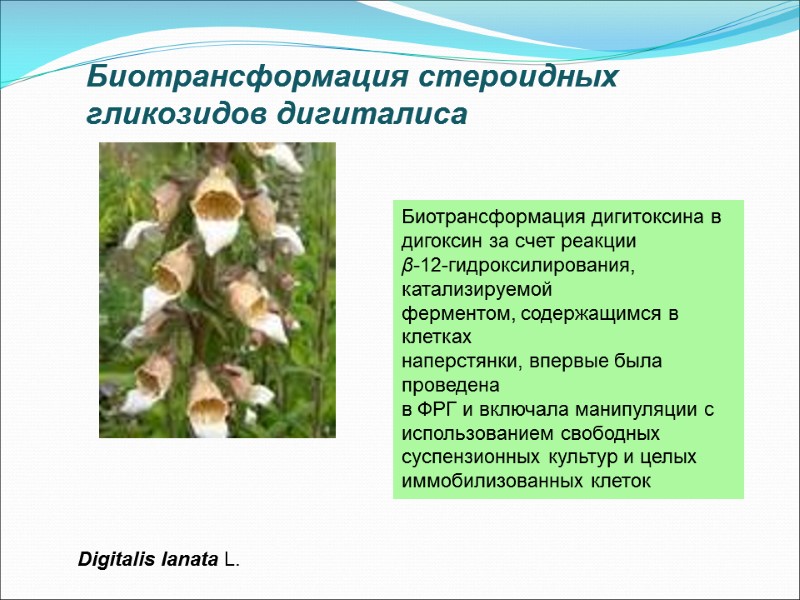 Биотрансформация стероидных гликозидов дигиталиса  Digitalis lanata L. Биотрансформация дигитоксина в  дигоксин за